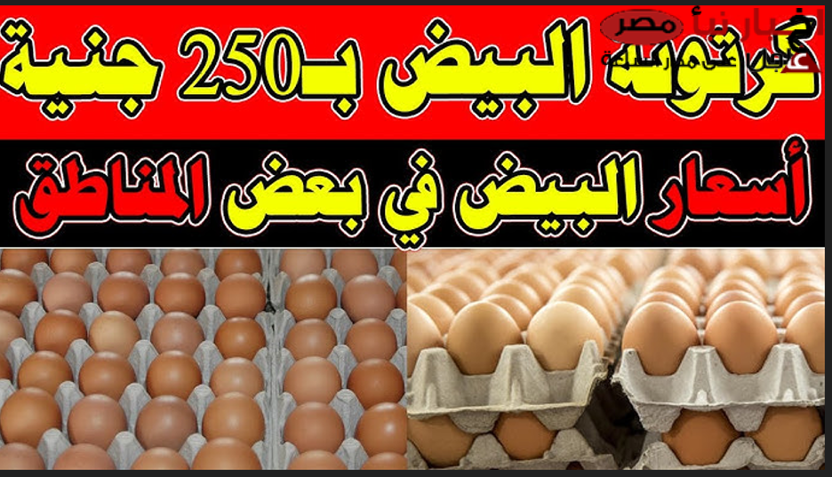 الكرتونة بكام؟ سعر البيض اليوم الثلاثاء في بورصة الدواجن والأسواق المصرية للمستهلك