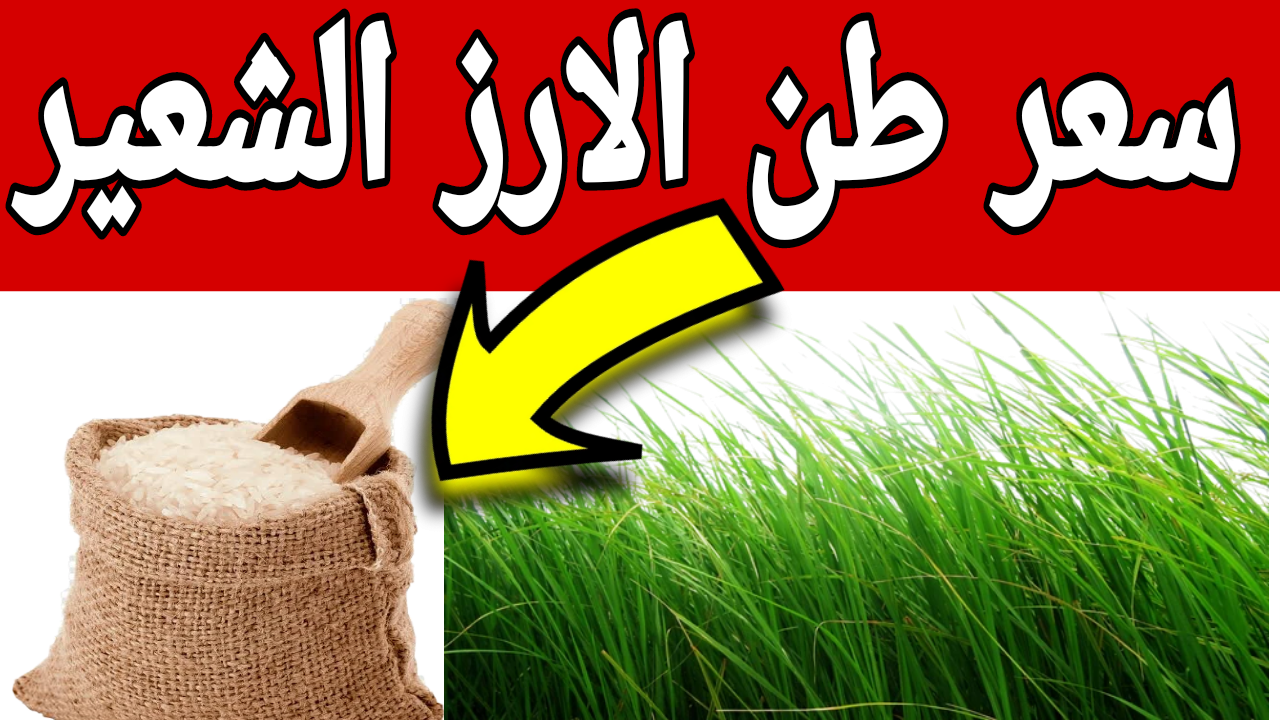 سعر طن الأرز الشعير اليوم الخميس 20-2-2025 بكافة الأنواع