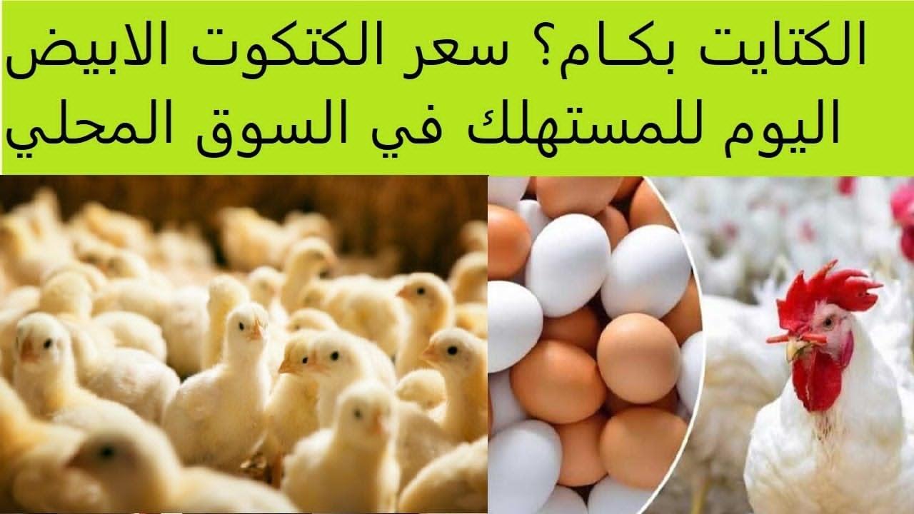 بورصة الدواجن اليوم | سعر الكتكوت الأبيض والبلدي والساسو عمر يوم في مصر