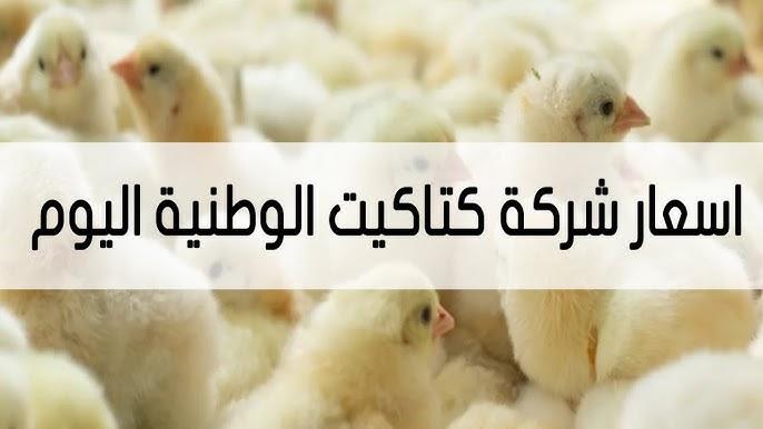 ارتفاع أسعار كتاكيت الوطنية اليوم الأربعاء 19-2-2025 في مصر