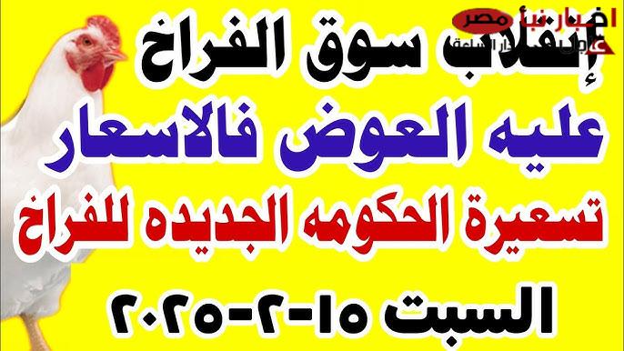 بورصة الدواجن اليوم تُعلن إرتفاع أسعار الفراخ البيضاء .. الكيلو قرب على 100 جنيه!