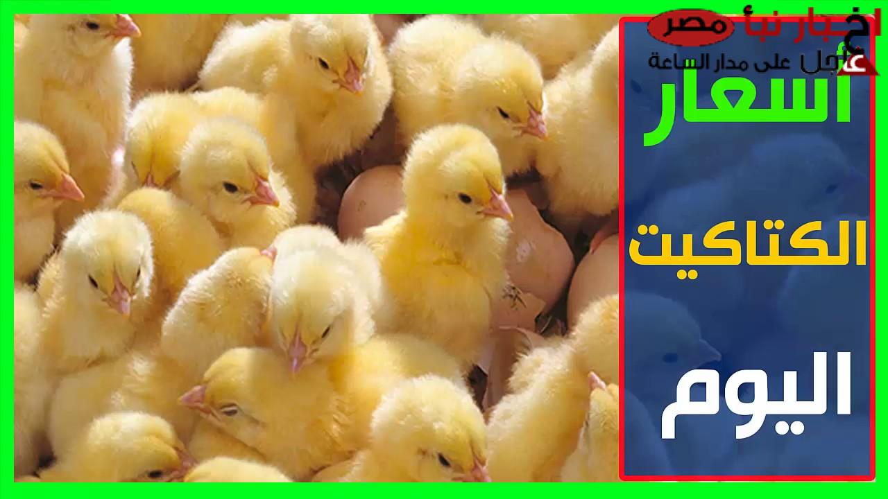 الكتاكيت وصلت كام؟ .. سعر الكتكوت الأبيض اليوم عمر يوم واسعار الفراخ في بورصة الدواجن