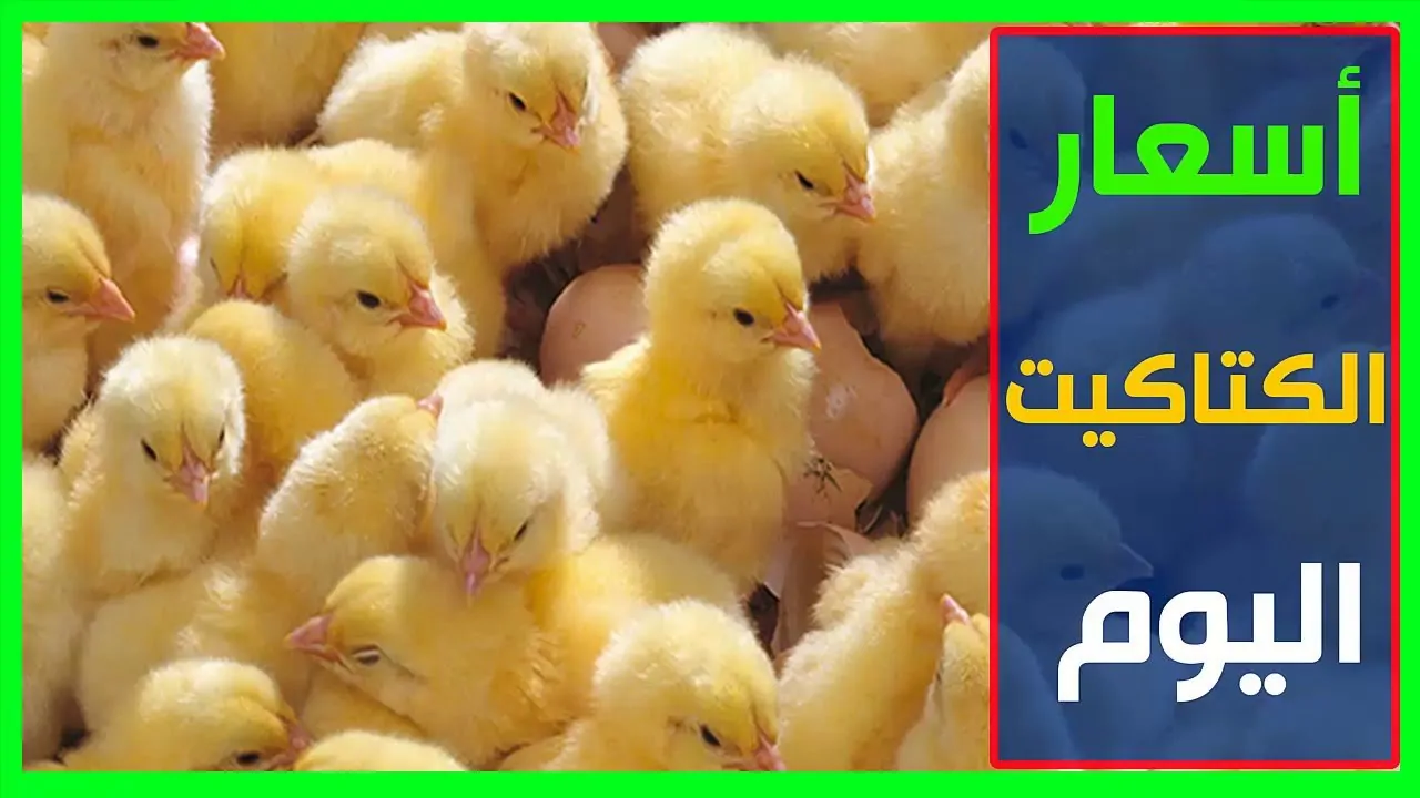 كتاكيت عمر يوم بكم؟.. سعر الكتكوت الأبيض اليوم عمر يوم الثلاثاء 4-2-2025 للمستهلك في جميع الشركات