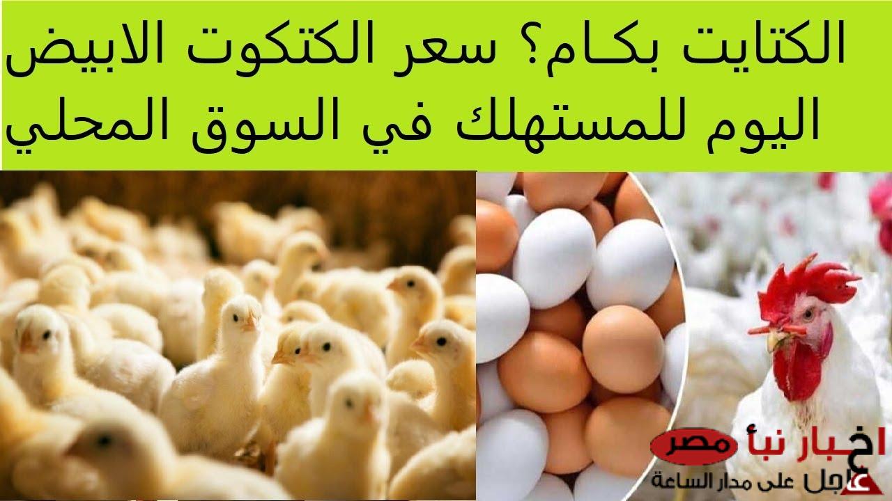 ارتفاع سعر الكتكوت الأبيض اليوم في بورصة الدواجن والأسواق المصرية للمستهلكين